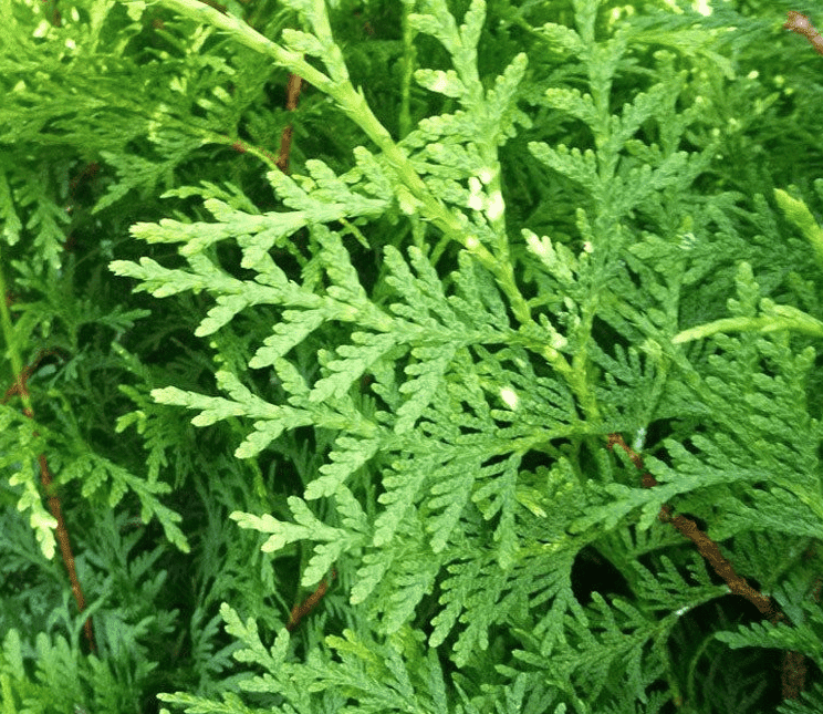 Die verschiedenen Koniferenarten auf einen Blick