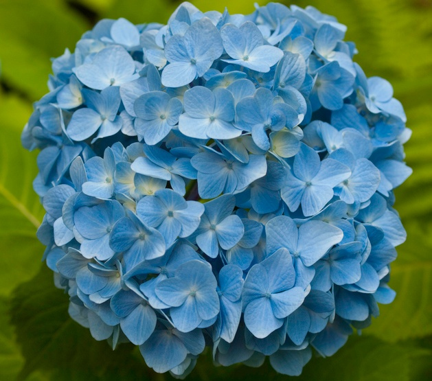 blau blühende Sträucher