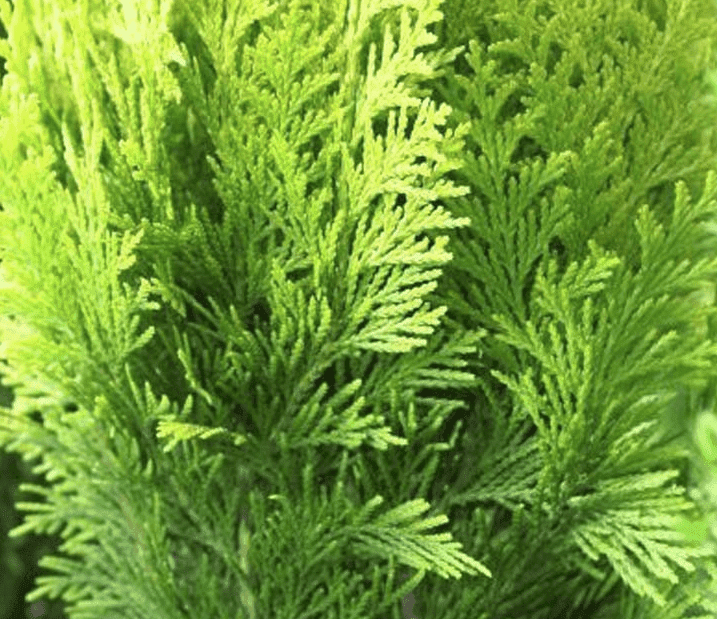 hohe-thuja-schneiden