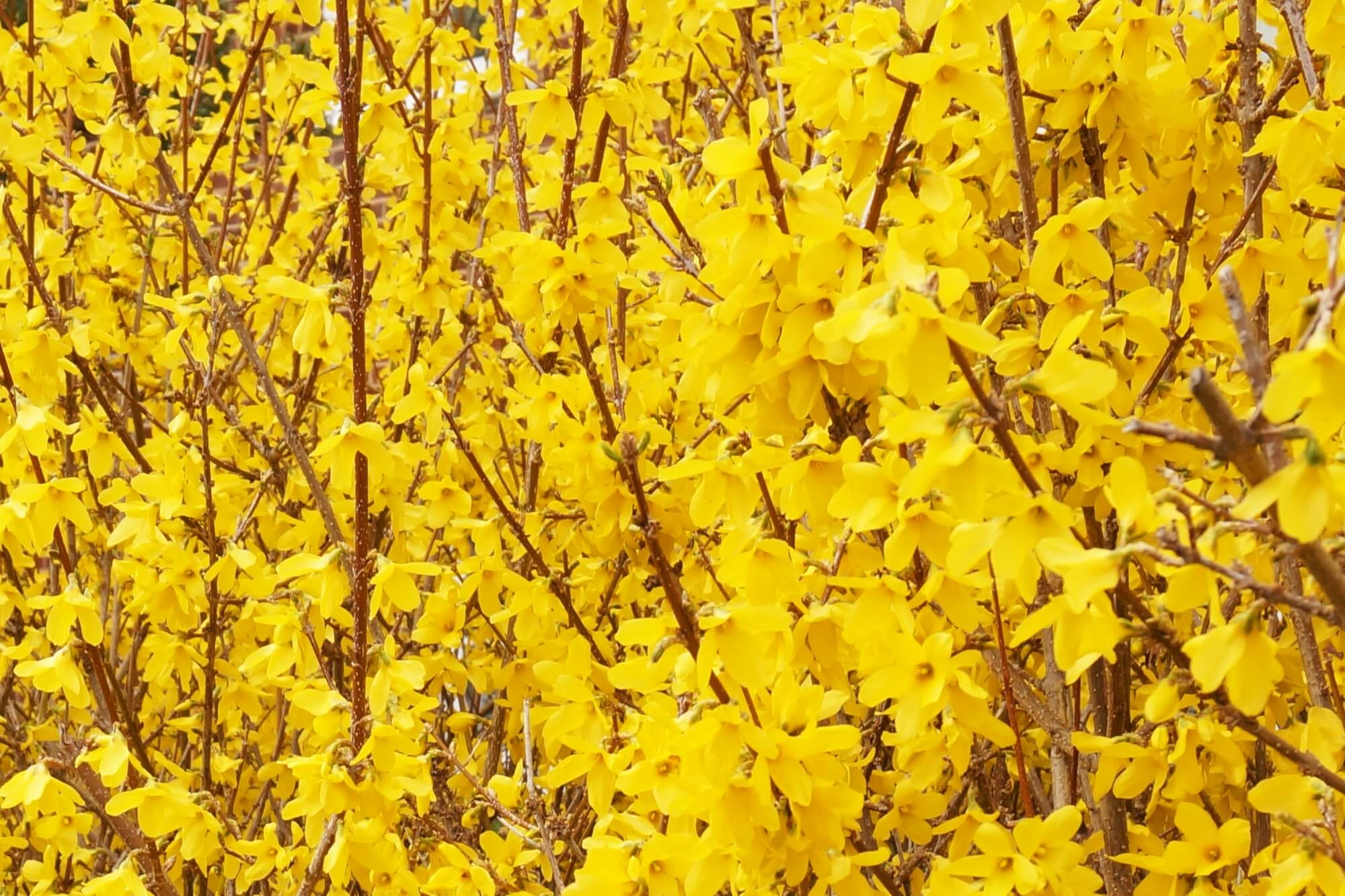 Forsythie pflanzen