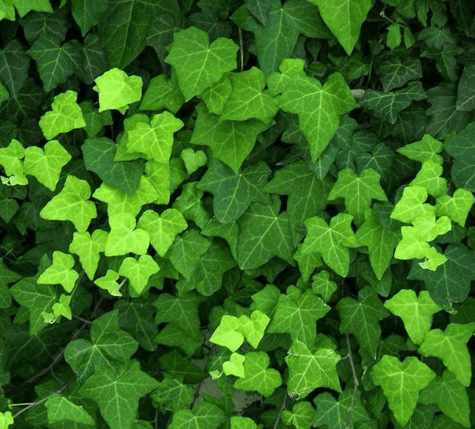 Sichtschutz pflanzen: So finden Sie die richtige Hecke für Ihren Garten