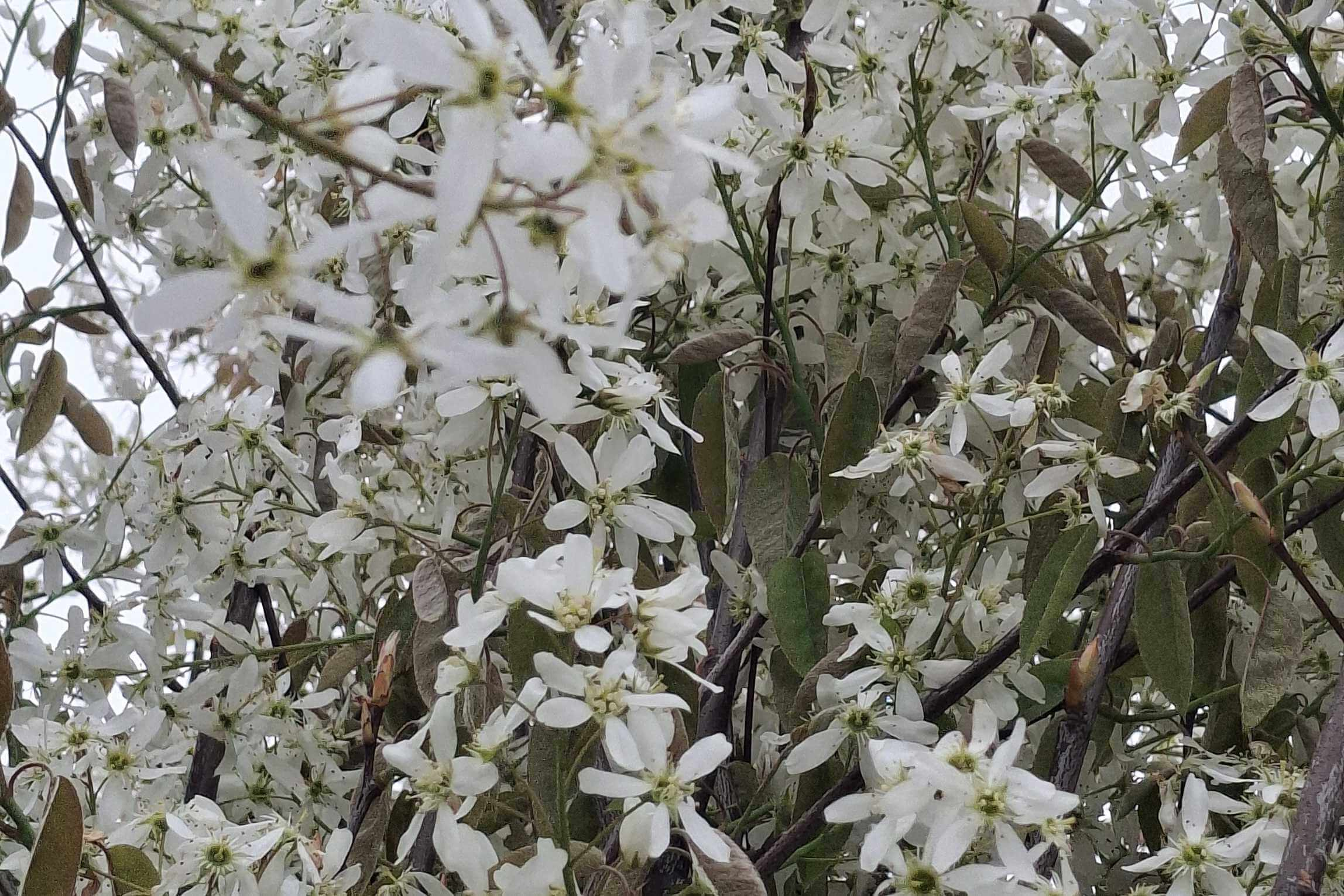 Sind die Früchte der Kupfer-Felsenbirne essbar?