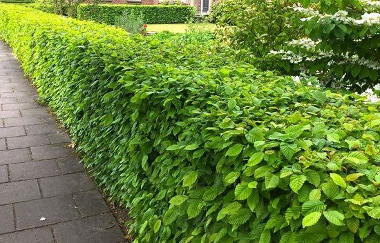Ungiftige Hecke