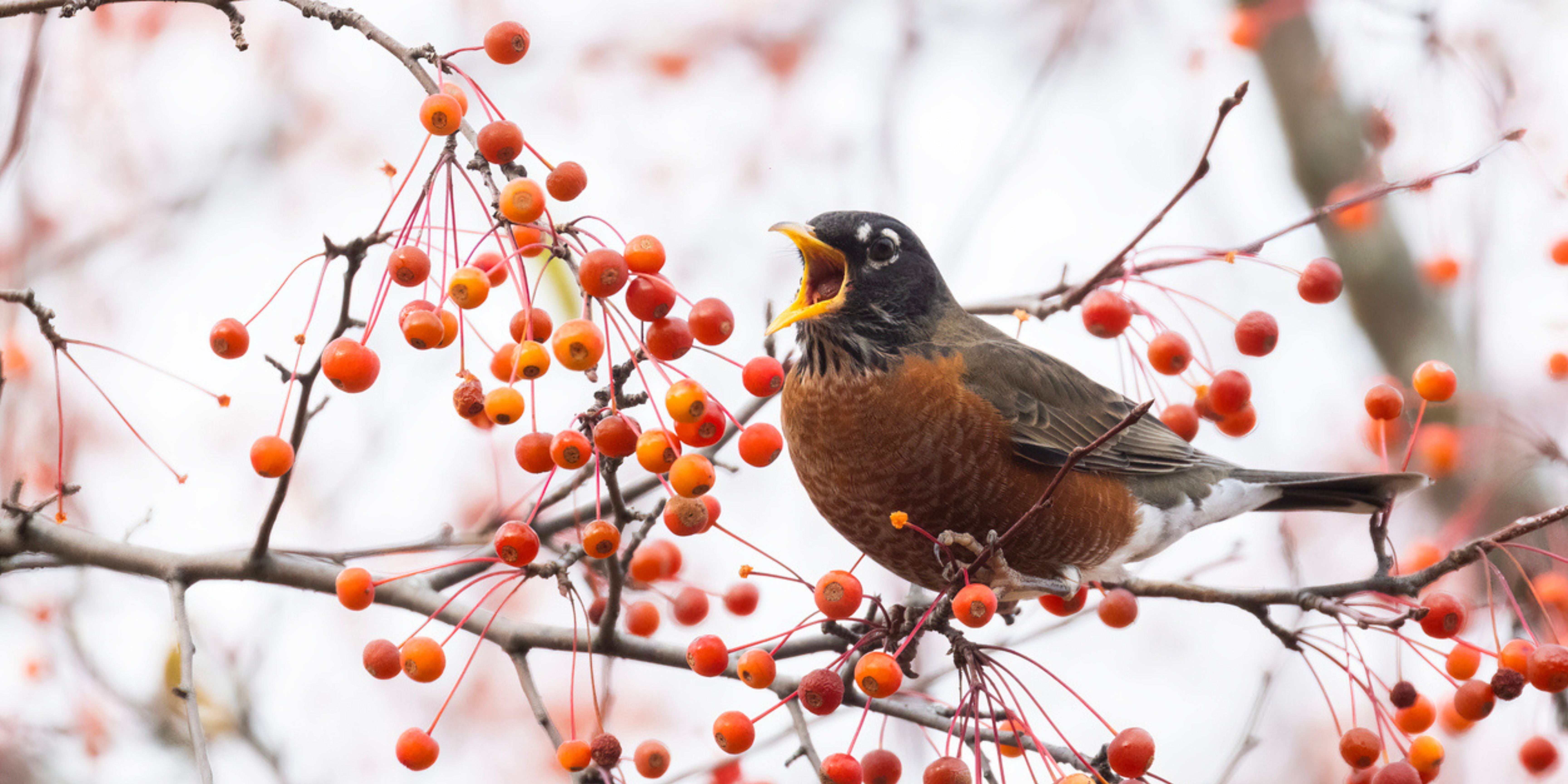Vogelfreundlicher Garten im Winter