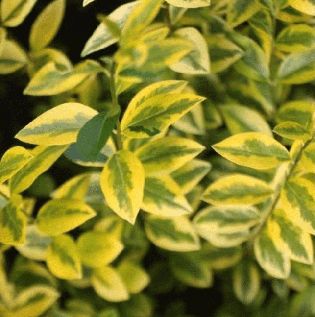 Ist der Liguster immergrün? Gartenirrtümer aufgeklärt