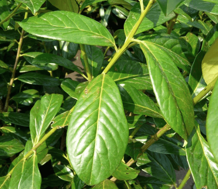 wann-kirschlorbeer-hecke-schneiden