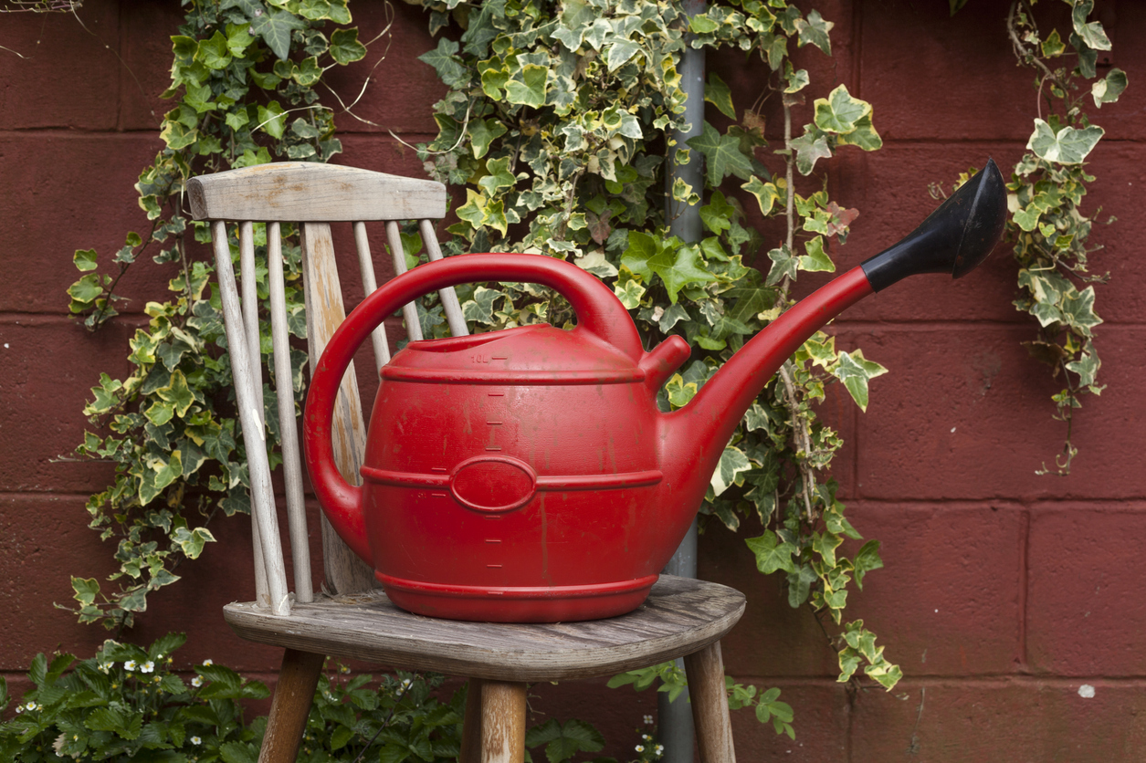 Wie oft muss man Efeu gießen?