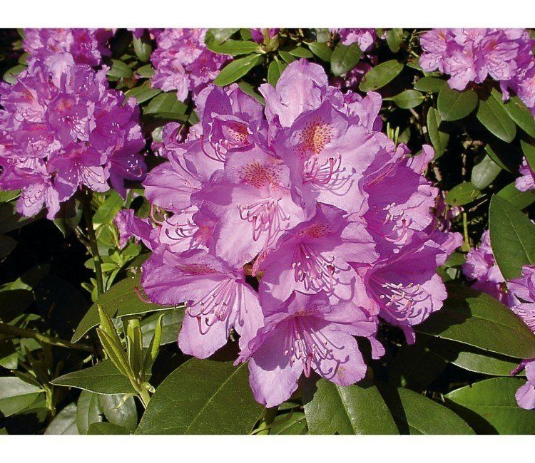 Rosa blühende Hecke