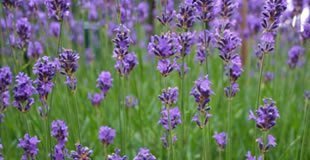 Nach einem warmen Winter in den grünen Frühling