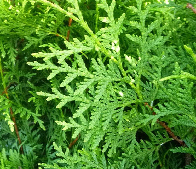 Thuja richtig pflegen - die Grundlagen der Thuja-Pflege