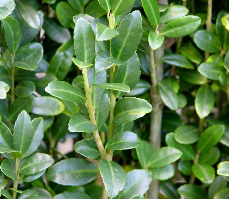 Niedrige Heckenpflanzen für einen modernen, pflegeleichten Vorgarten