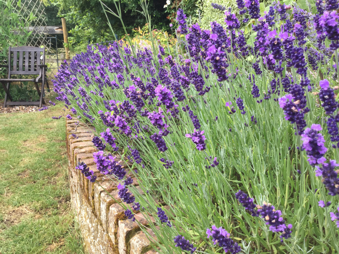 Die schönsten Sträucher mit lila Blüten