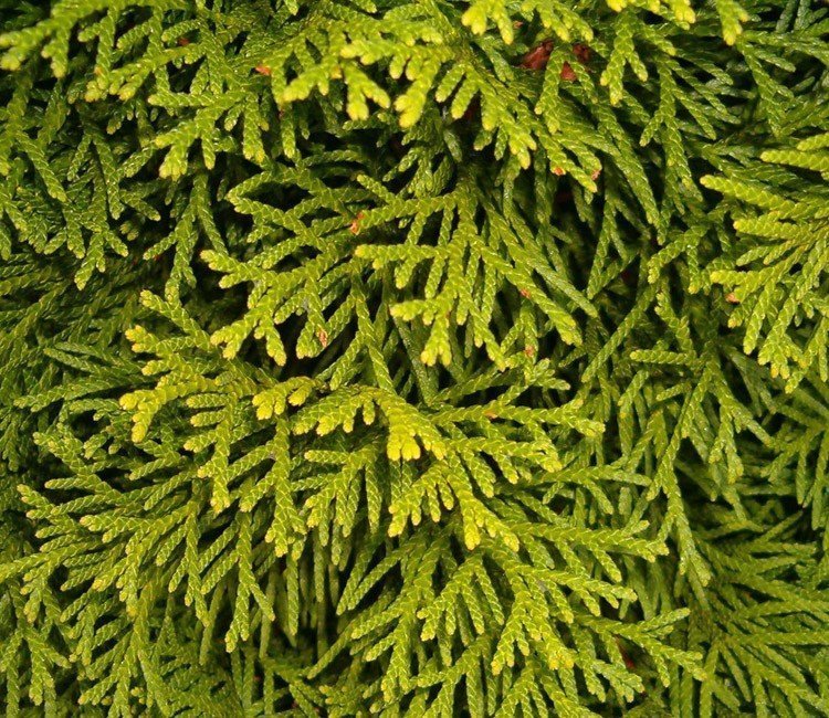 Welche Thuja-Sorten gibt es? Die schönsten Thujen für Ihre Hecke