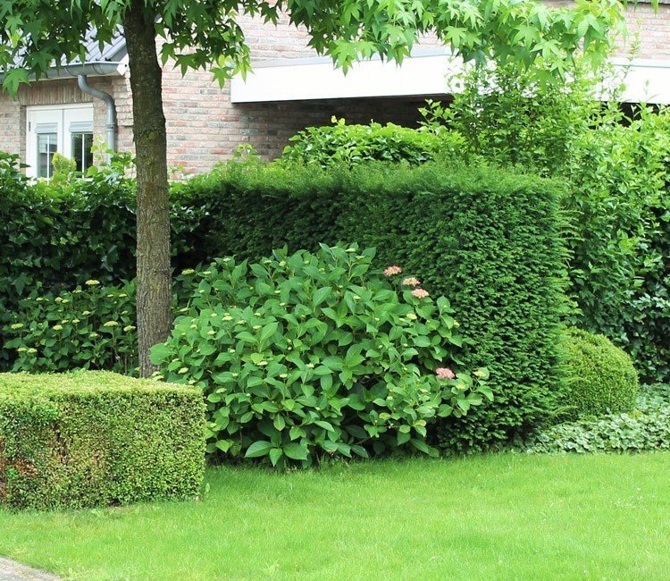 Was tun bei Raupen im Buchsbaum? Den Buchsbaumzünsler bekämpfen