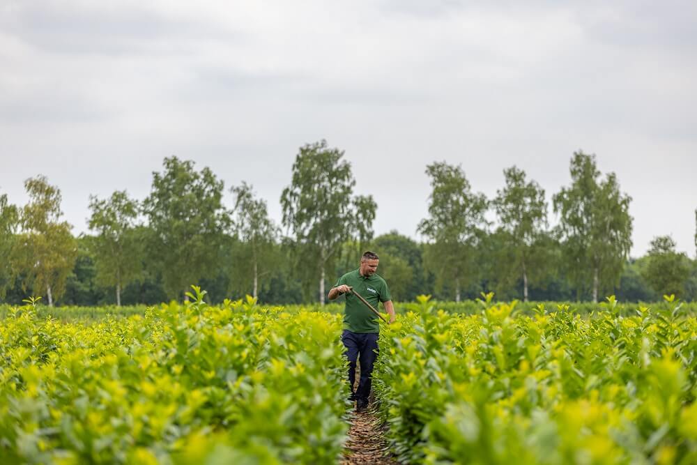Mitarbeiter Hackt Zwischen Den Heckenpflanzen