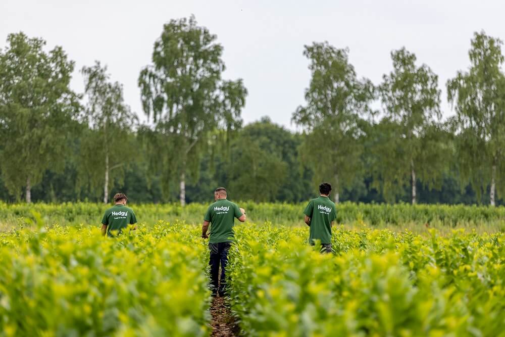 Koniferen & Zypressen