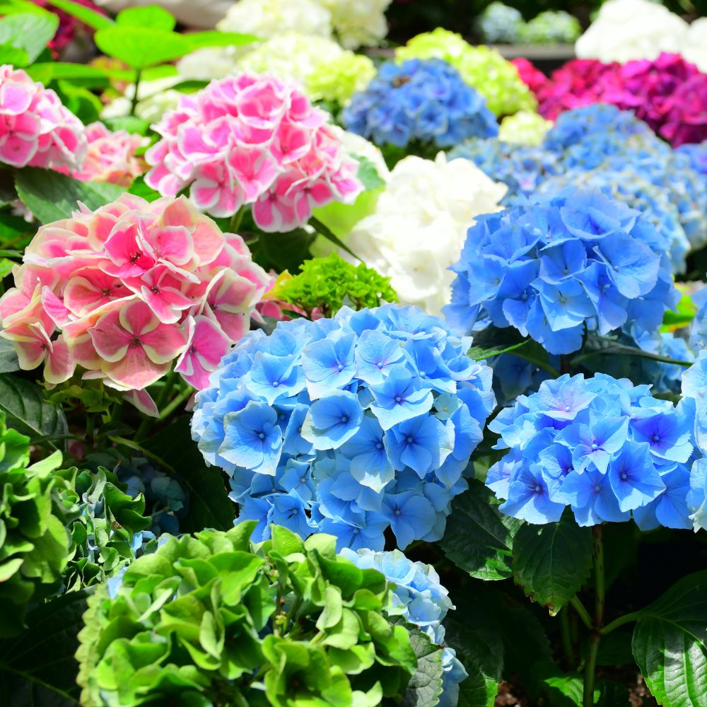 Bauernhortensie-Alle-Farben-ALG HAAG