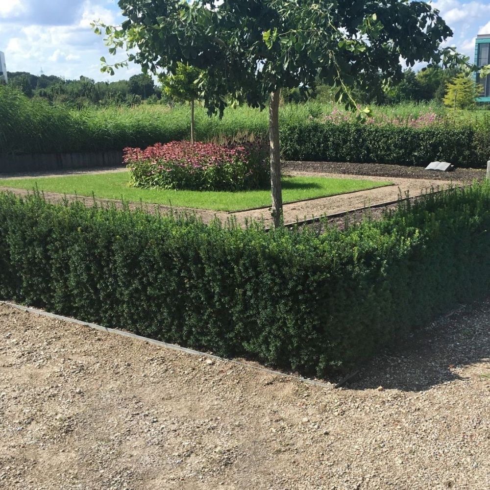 Becher-Eibe&#x20;&#x27;Hillii&#x27;