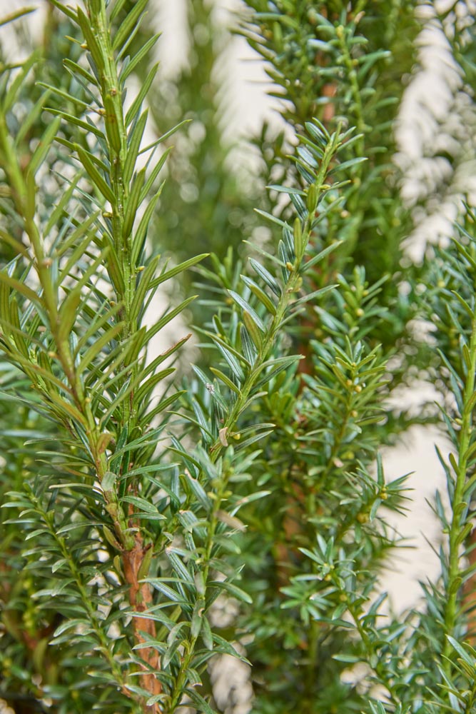 goldfruchtpalme blüte Große tierfreundliche Goldfruchtpalme – Green Me Up main image 0
