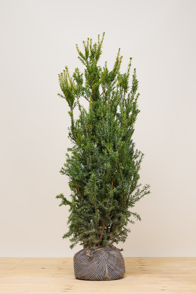 Becher-Eibe 'Hillii' Wurzelballen 125-150 cm - Hedgy Heckenpflanzen