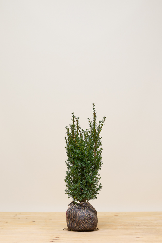 Becher-Eibe 'Hillii' Wurzelballen 60-80 cm - Hedgy Heckenpflanzen