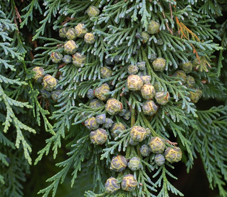 Blaue-Scheinzypresse-ALG INZ