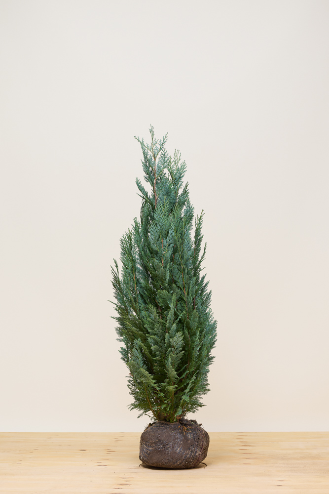 Blaue Scheinzypresse Wurzelballen 100-125 cm Wurzelballen