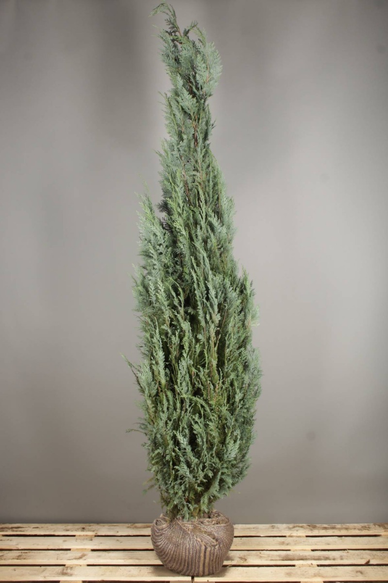 Blaue Scheinzypresse Wurzelballen 200-225 cm Wurzelballen