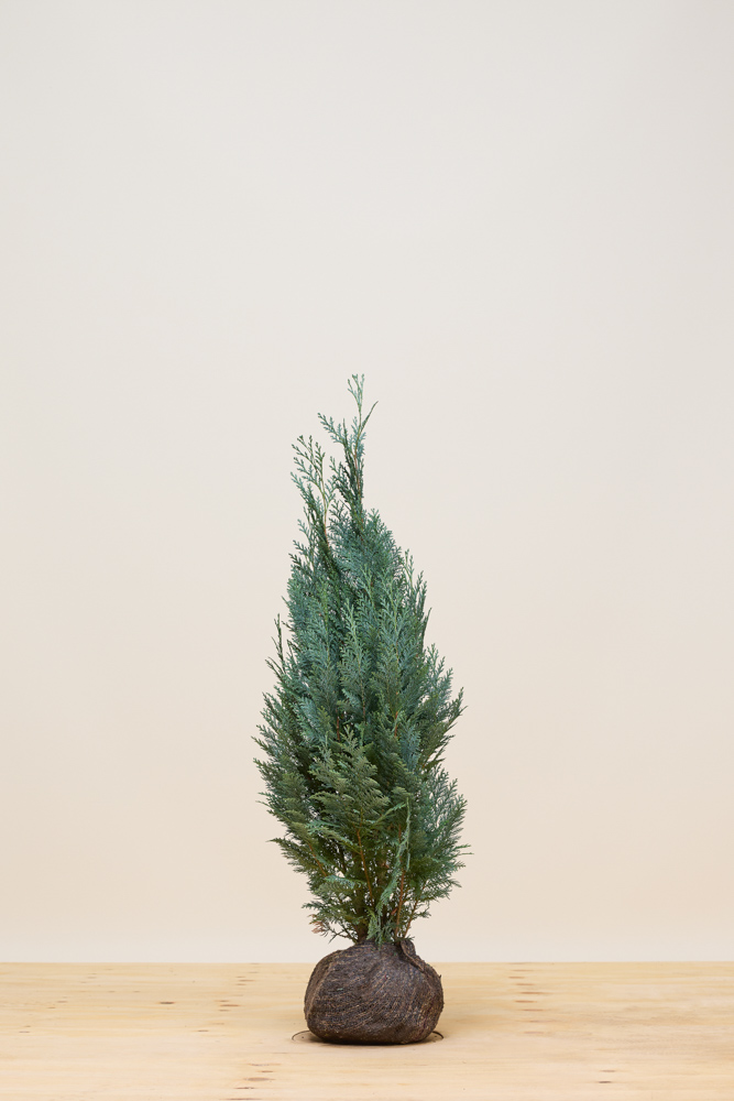 Blaue Scheinzypresse Wurzelballen 80-100 cm Wurzelballen