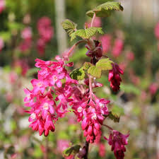 Blut-Johannisbeere-King-Edward-VII-ALG INZ