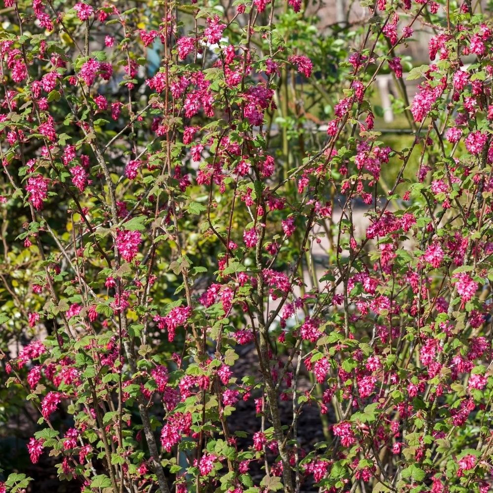 Blutjohannisbeere 'King Edward VII'