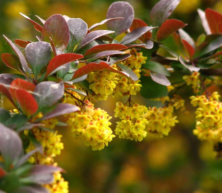 Blutberberitze-ALG&#x20;INZ