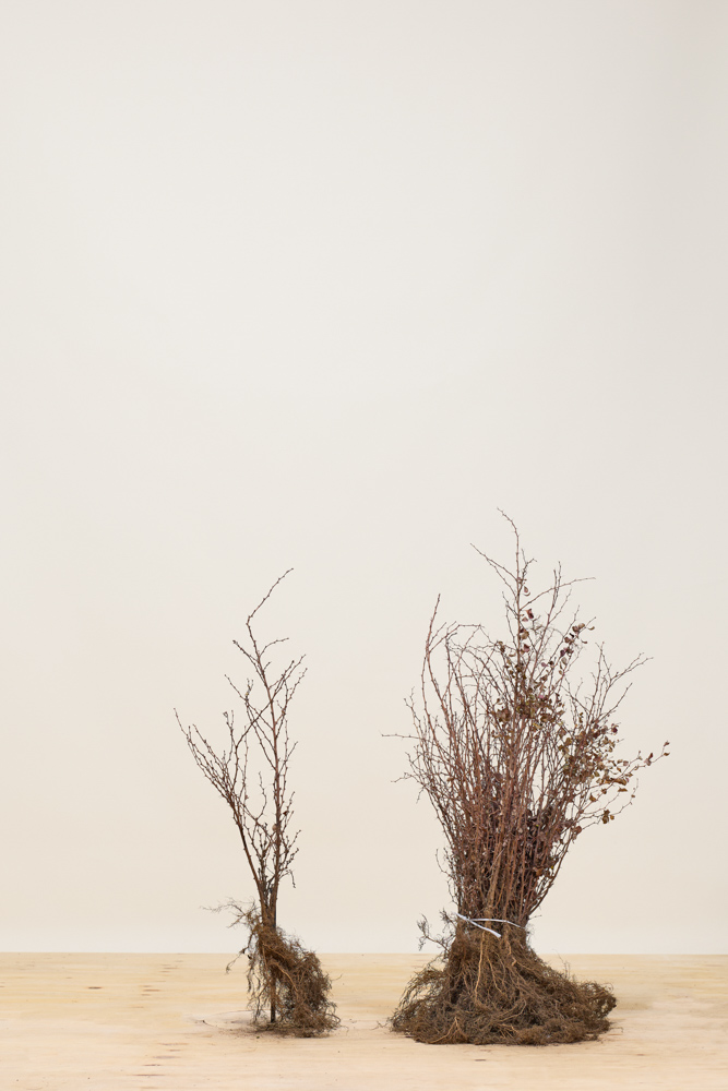 Blutberberitze Wurzelware 20-30 cm Wurzelware