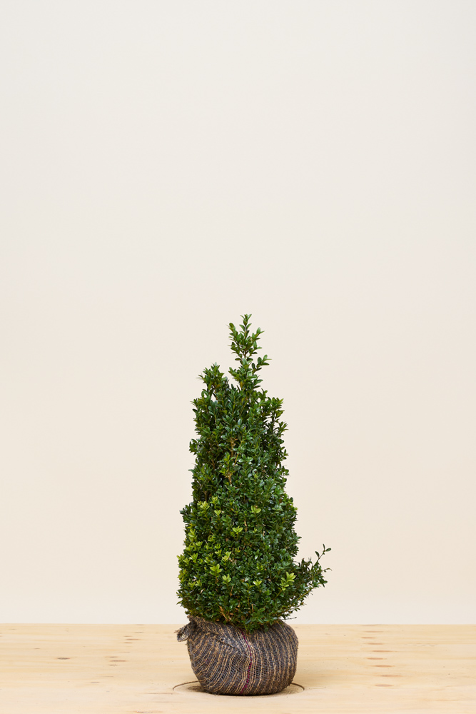 Buchsbaum-Wurzelballen-60-80