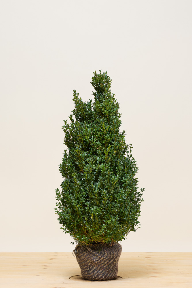 Buchsbaum-Wurzelballen-80-100