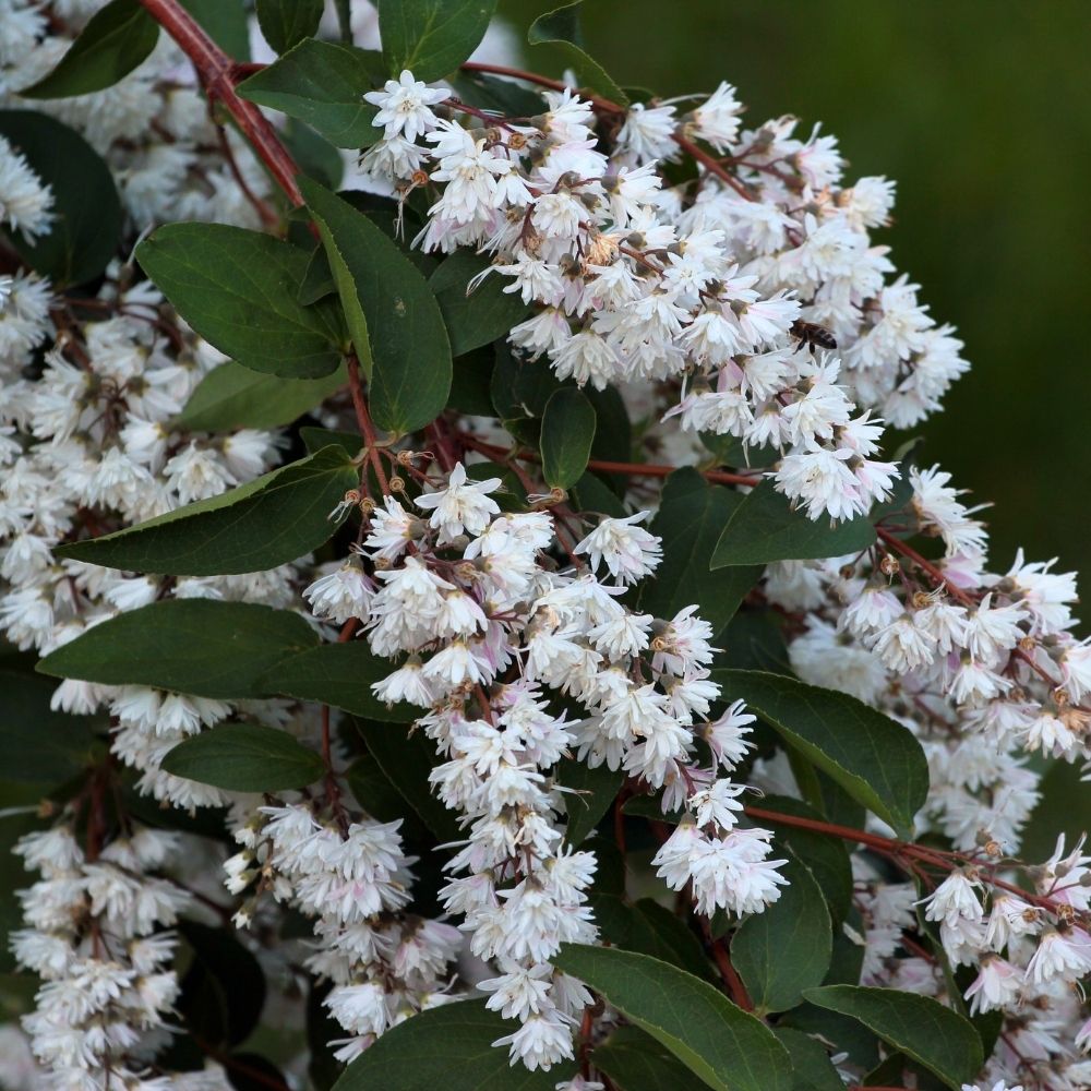 Deutzia&#x20;gracilis