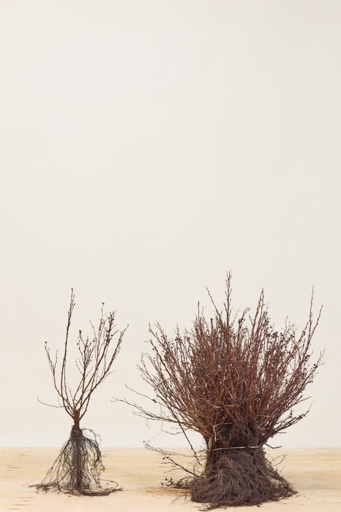 Deutzia Gracilis Wurzelware 20-40 cm Wurzelware