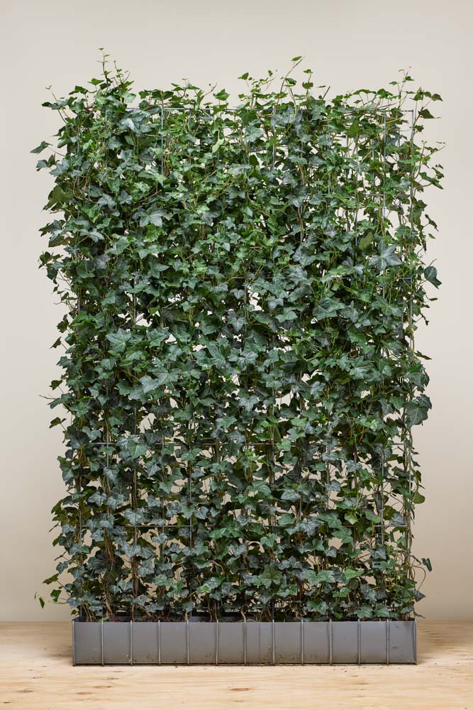 Efeu Fertighecke 180 cm Fertighecke
