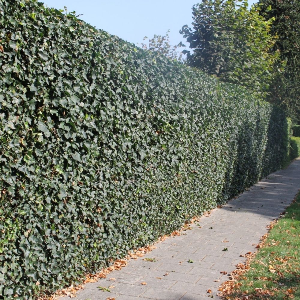 Efeu Fertighecke 180 cm - Hedgy Heckenpflanzen