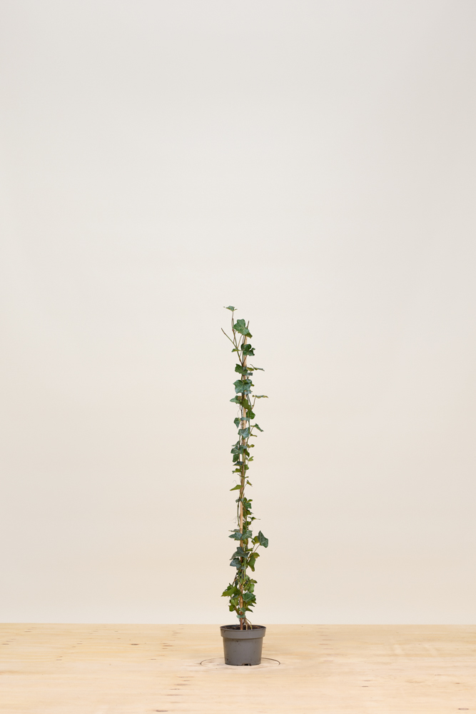 Efeu Topf 100-125 cm Topf