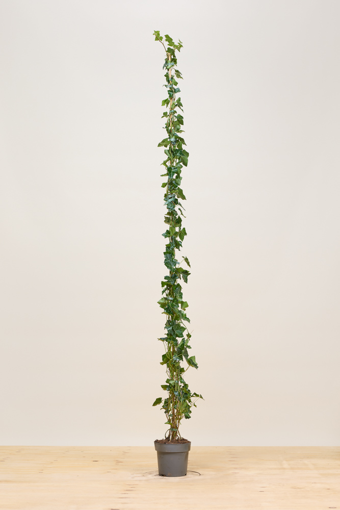 Efeu Topf 175-200 cm Topf