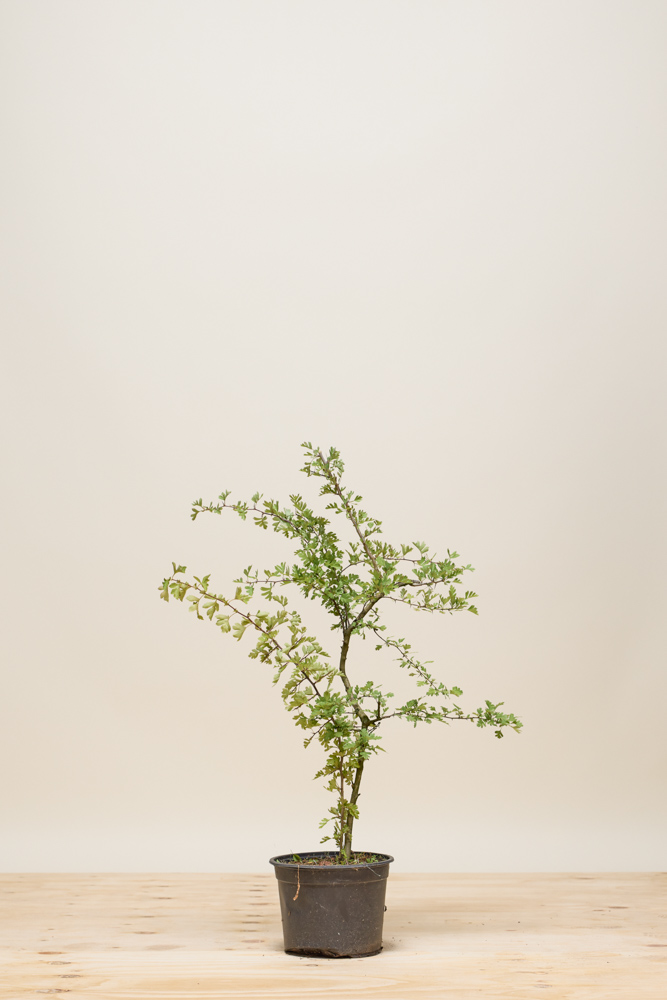 Eingriffeliger Weidorn Topf 40-60 cm - Hedgy Heckenpflanzen