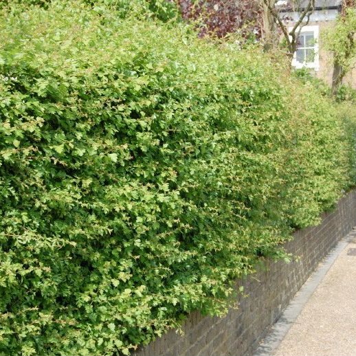 Eingriffeliger&#x20;Wei&#xDF;dorn