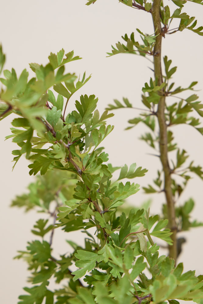 Eingriffeliger-Wei&#xDF;dorn-ALG&#x20;INZ