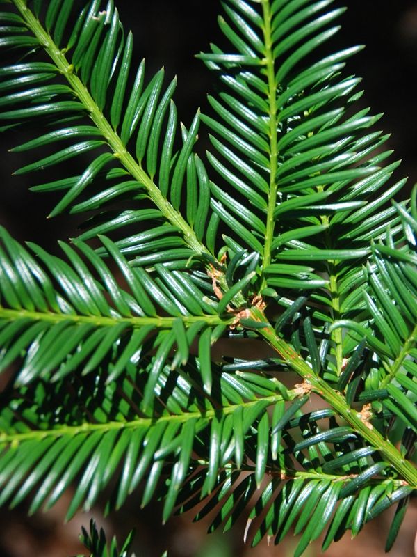 Europische Eibe Wurzelballen 80-100 cm - Hedgy Heckenpflanzen