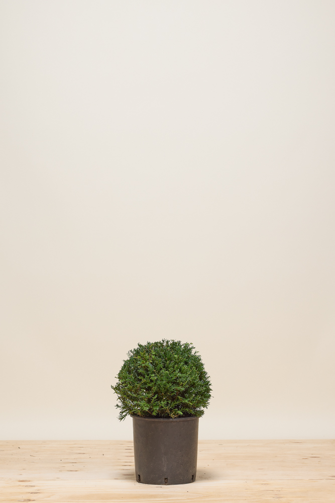 Europische Eibe Kugel 30 cm - Hedgy Heckenpflanzen