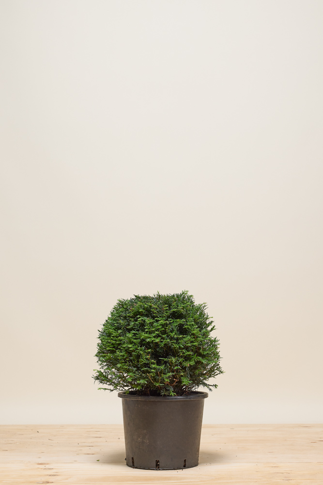Europische Eibe Kugel 40 cm - Hedgy Heckenpflanzen