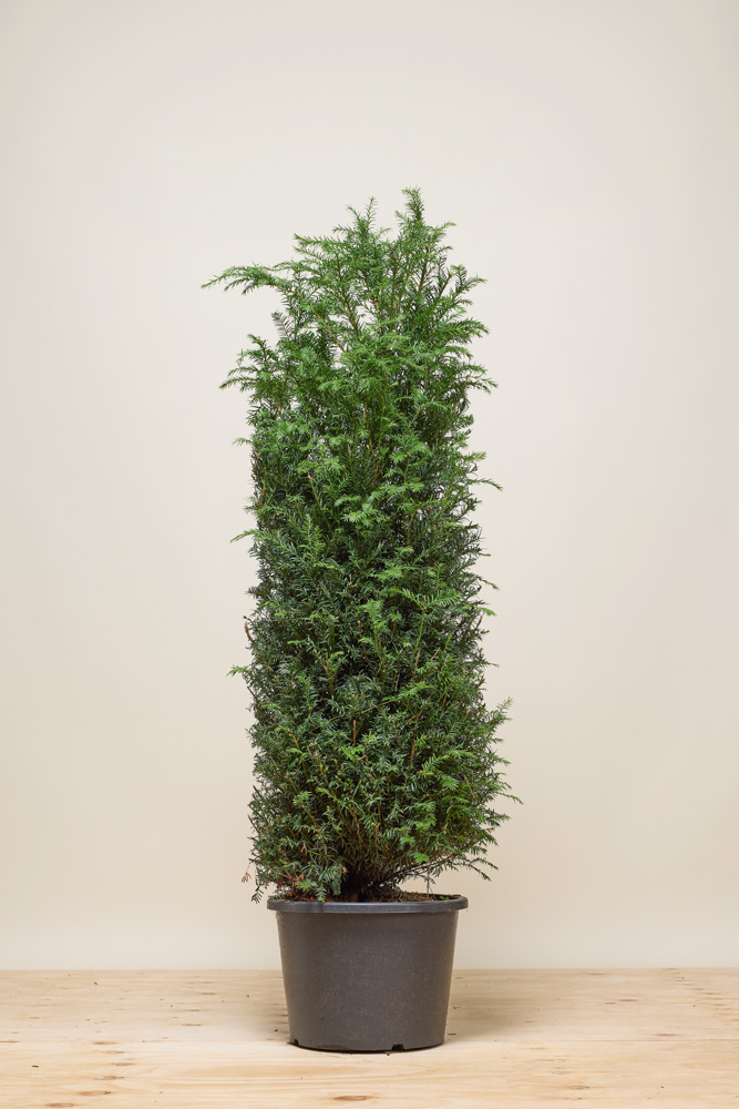 kaktus cereus Cereus Repandus, 2