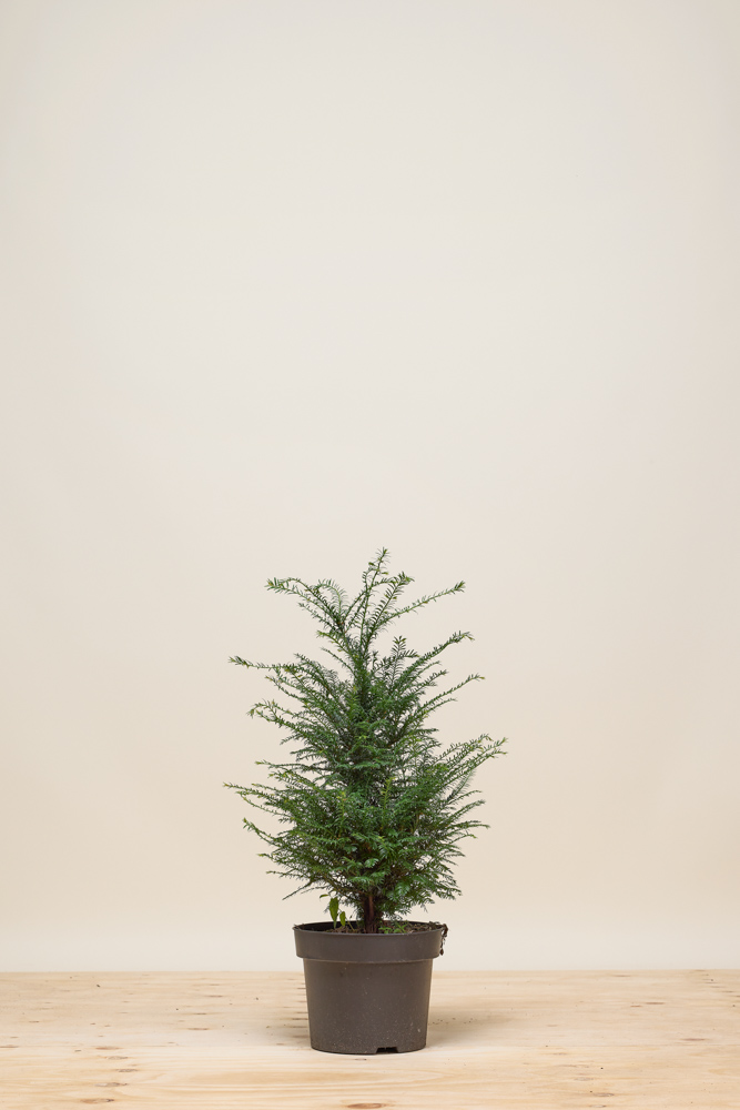drachenbaum für schlafzimmer Dracaena Lemon Drachenbaum XXL 110cm – vielgrün main image 0