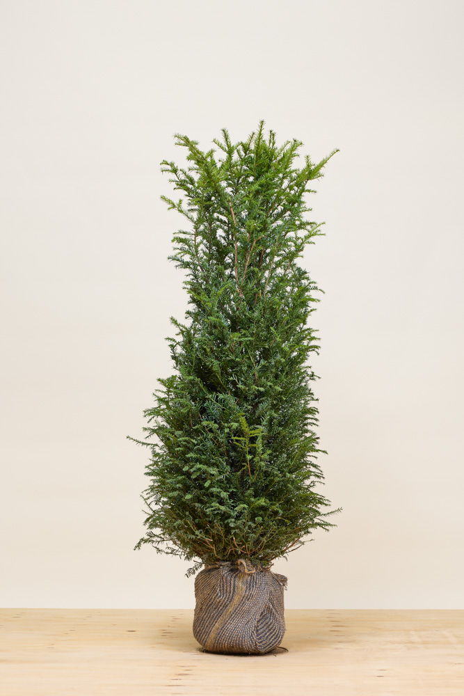 Europische Eibe Wurzelballen 125-150 cm